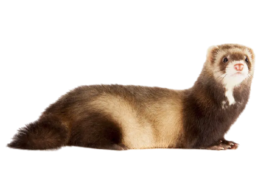 High Resolution Stock Photo of Otter as PNG File