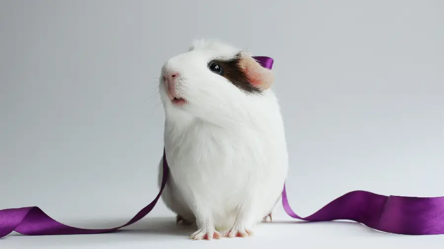 Hamster Wallpaper White Background
