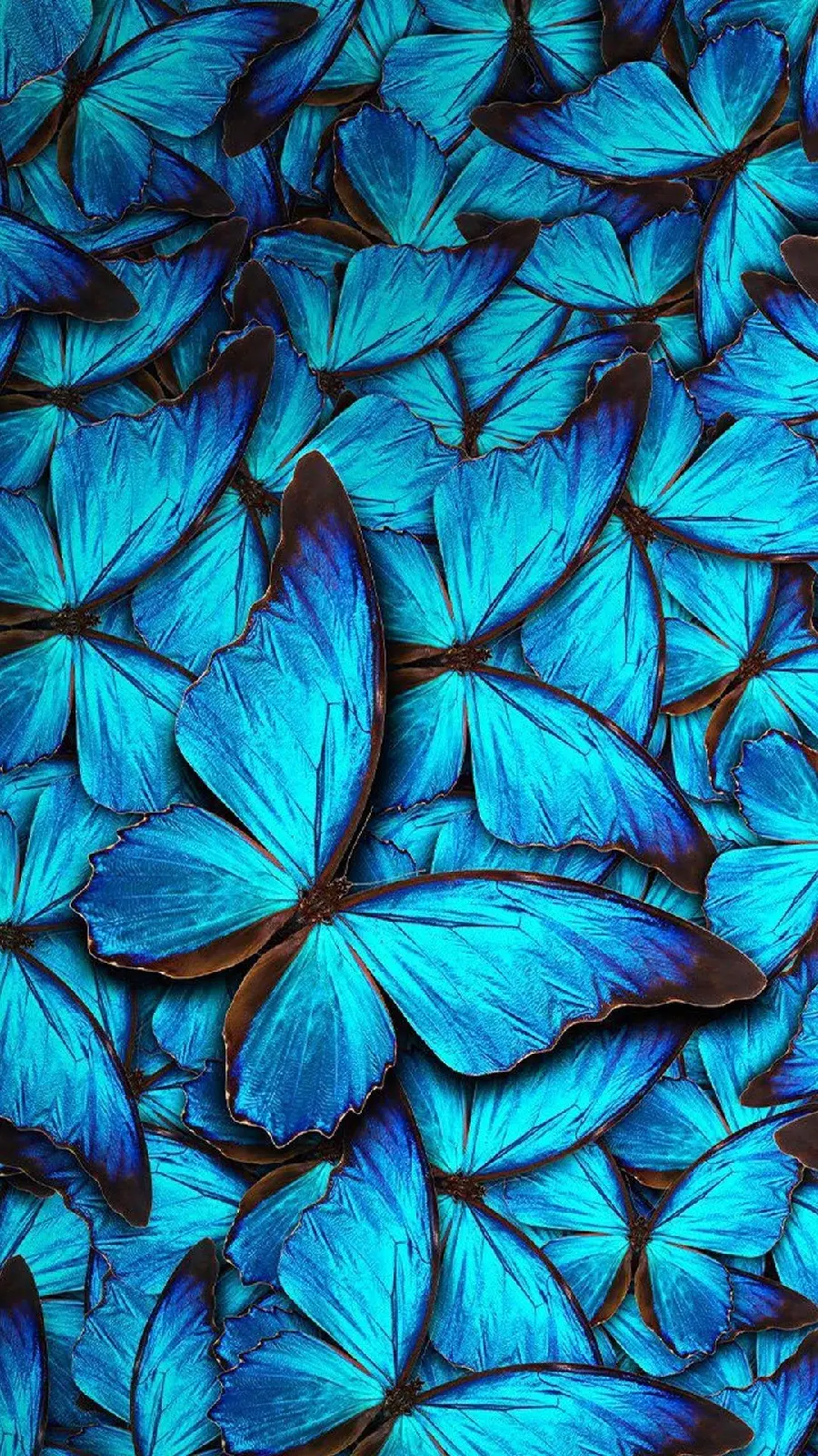 Blue Butterflies Wallpaper for iPhone