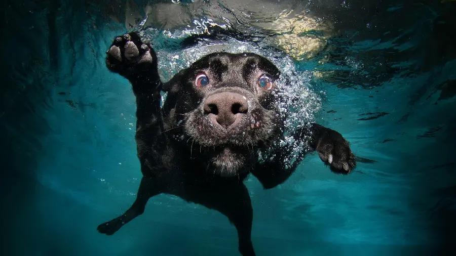 Funny black dog swimming underwater wallpaper FULL HD