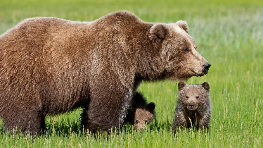 High quality HD background of mother grizzly bear and her cubs