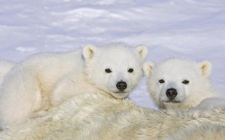 Attractive and spectacular background photo of a polar bear cub with black and calm eyes