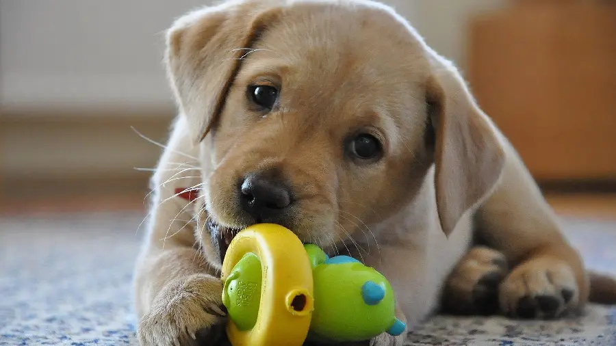 Popular Labrador Retriever Puppy