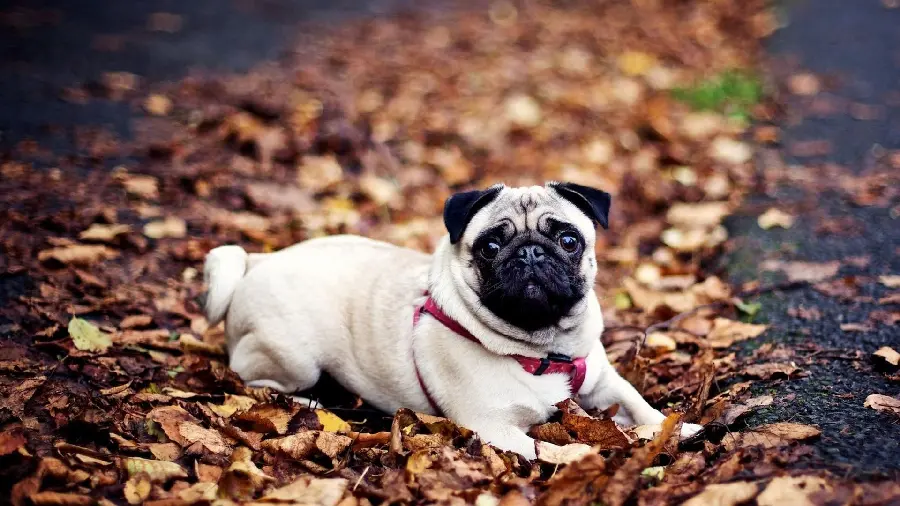 Download cool pug dog backgrounds of popular breeds
