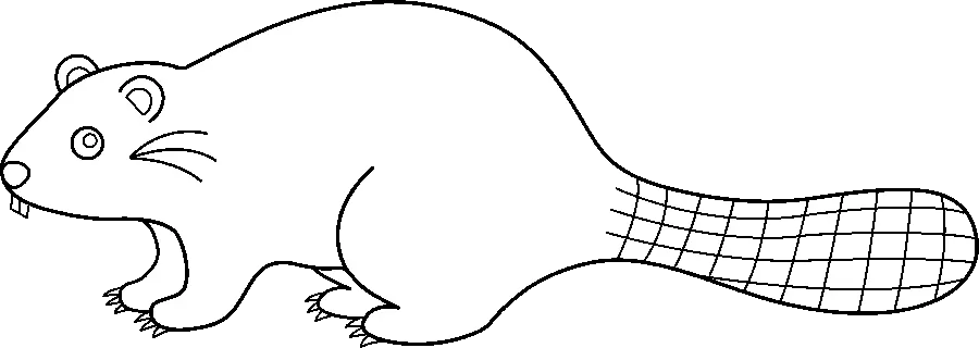 Beaver Painting Background Image for Coloring PNG