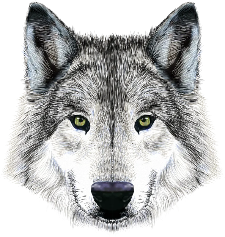 Download Absolutely Free Very Cool Stock Photo Of Real Wolf Head PNG