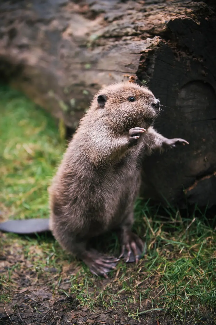 Dog Background Photo Very beautiful beaver standing on two legs 