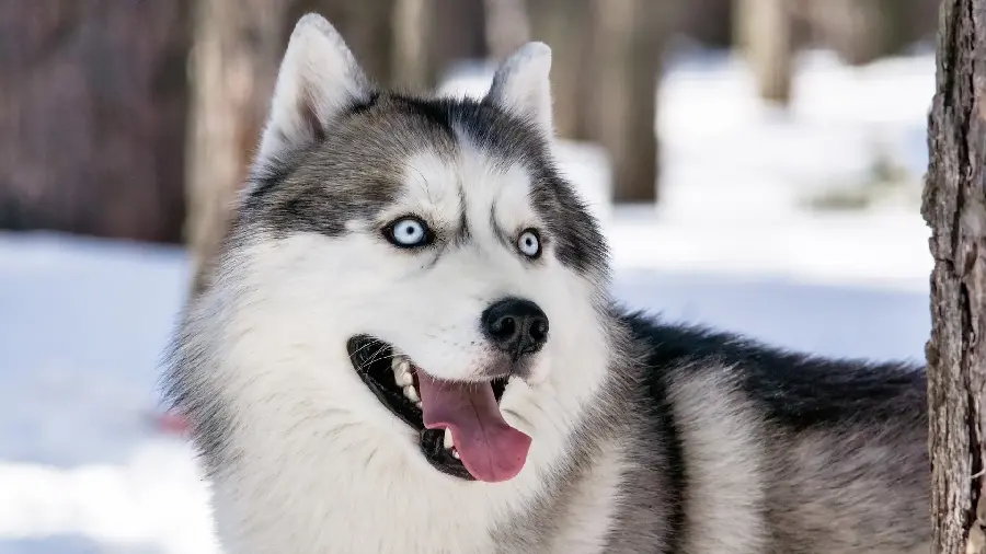 Background photo for computer and desktop with red husky design