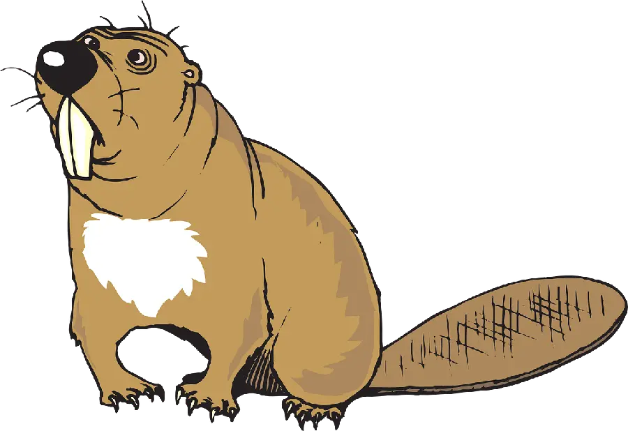 Download Background with nice quality of beaver PNG on transparent background 