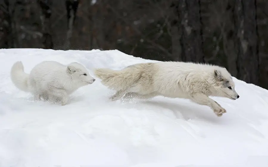 Unique background of Arctic Foxes playing in the snow