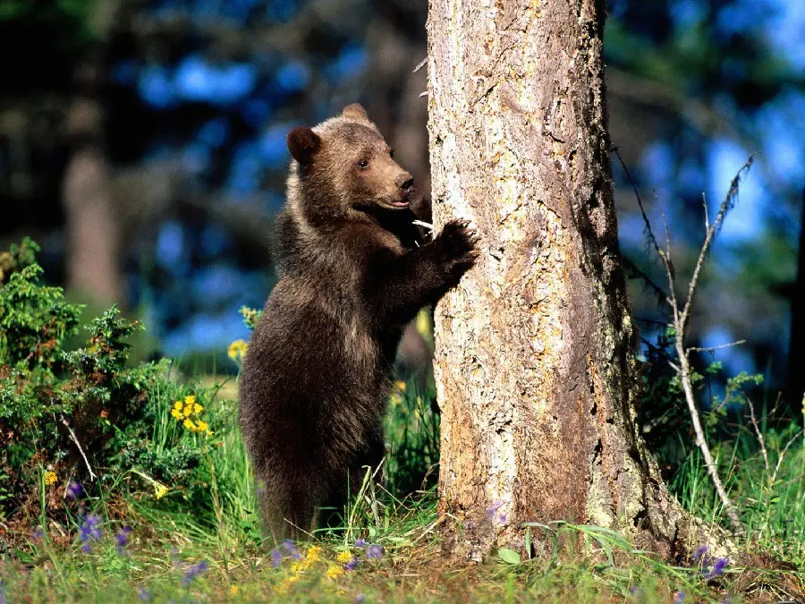 High resolution photo of a brown bear cub in Marsica