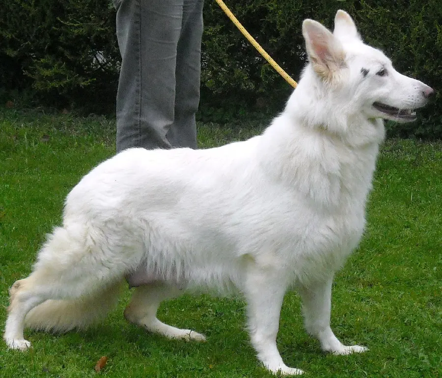 Free High Quality White German Shepherd Backgrounds