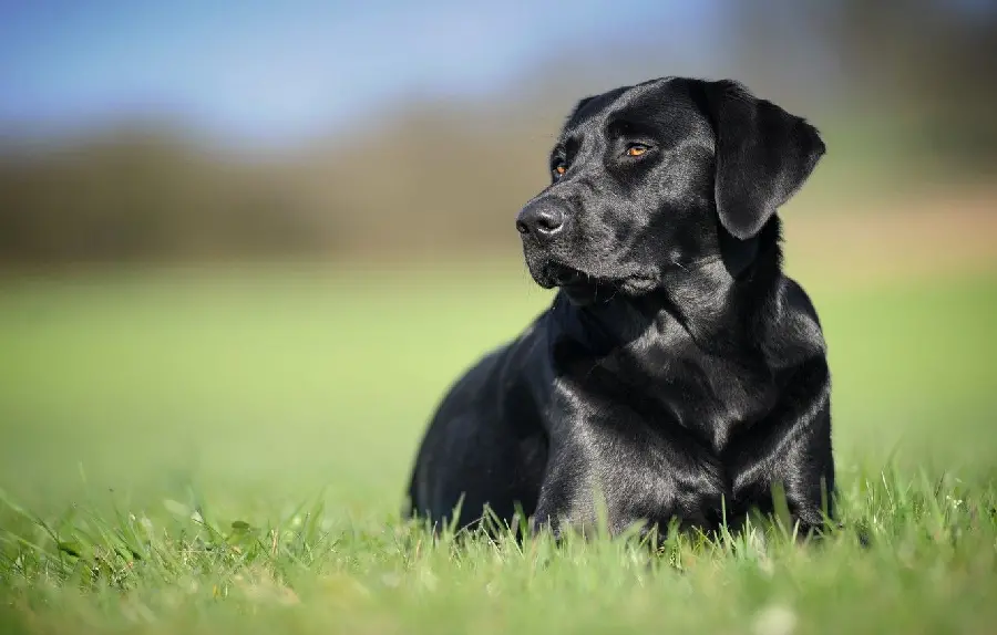 Black Labrador Retriever Wallpaper with Blurred Background