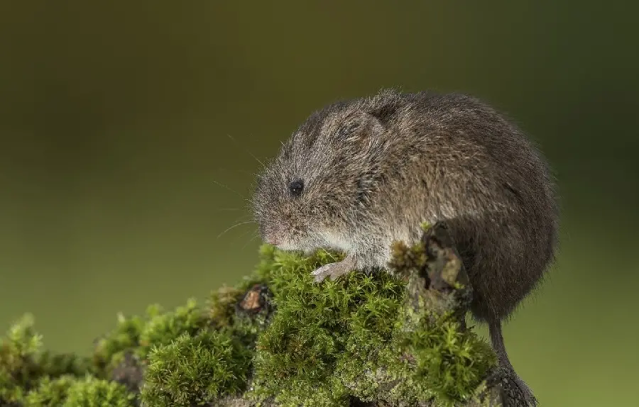 High quality photo of a little baby mouse in the forest for the profile and background of nature lovers