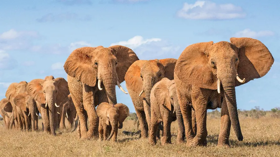 Download stock photo for wallpaper and mobile background of elephant migration