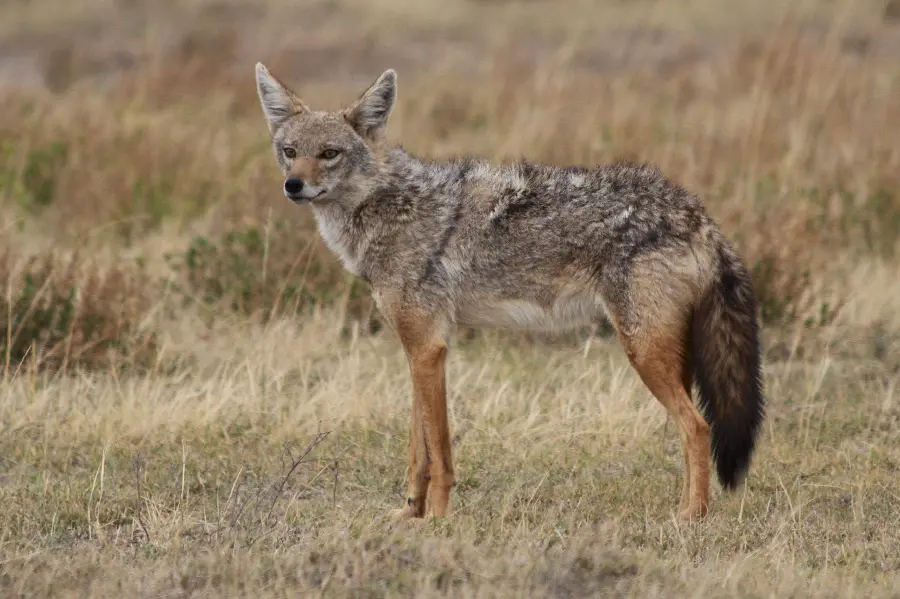 Download High Resolution Stock Image of Jackal in Grassland