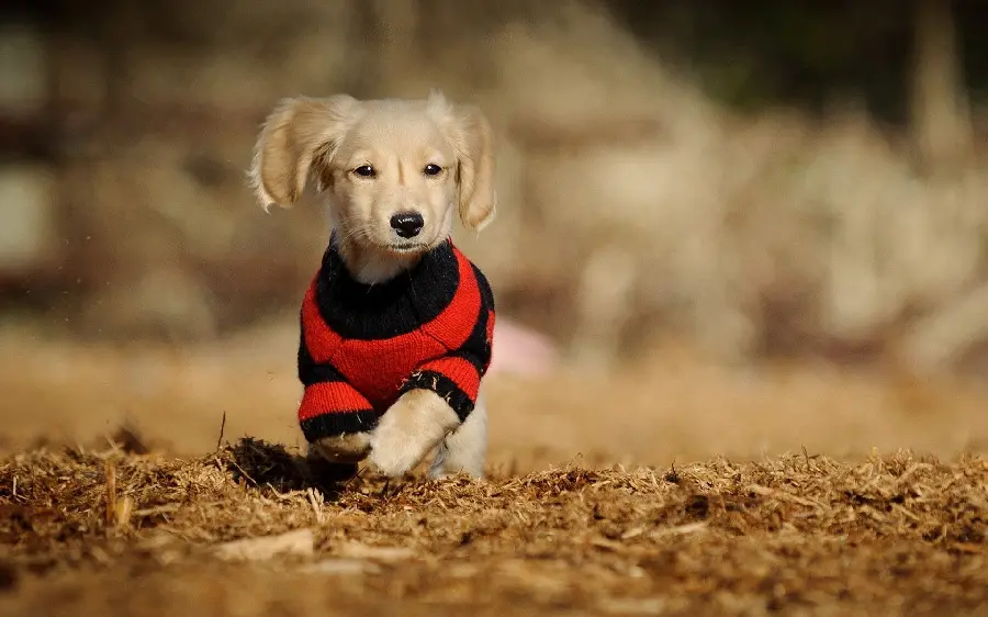 High Resolution Dog Background Designed for Desktop Backgrounds