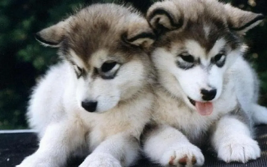 High-resolution background image of husky puppies