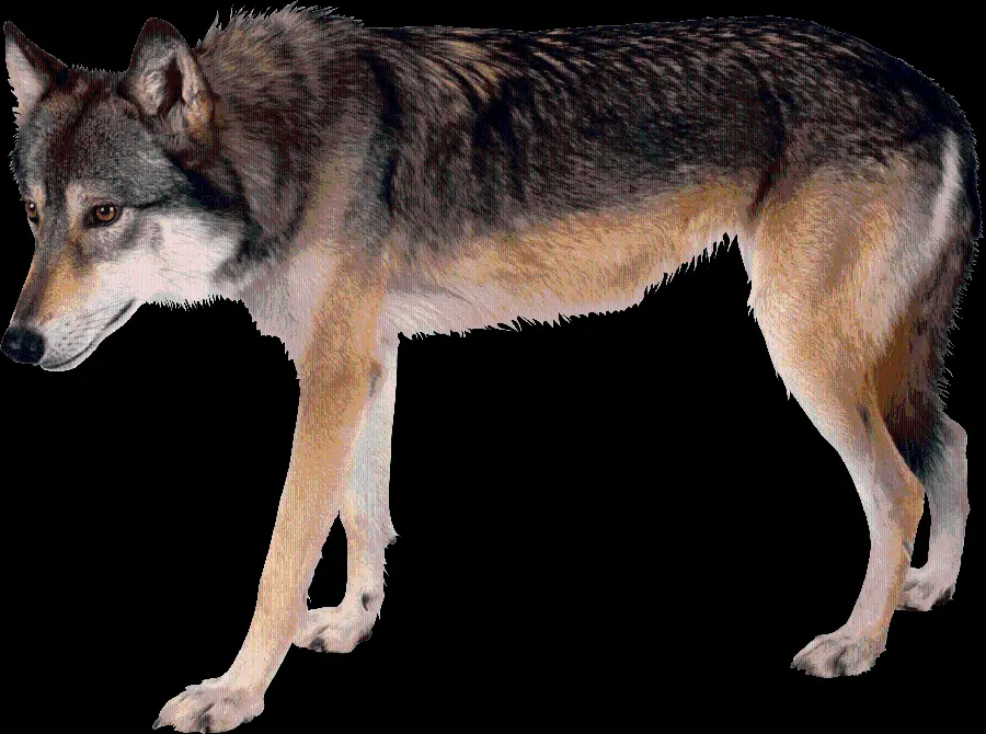 Translated Stock Photo With Transparent Background Of Real Wolf Head PNG