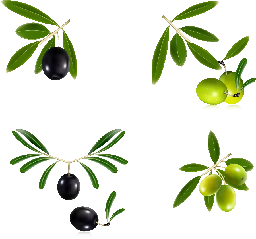 Free Download Olive PNG Images