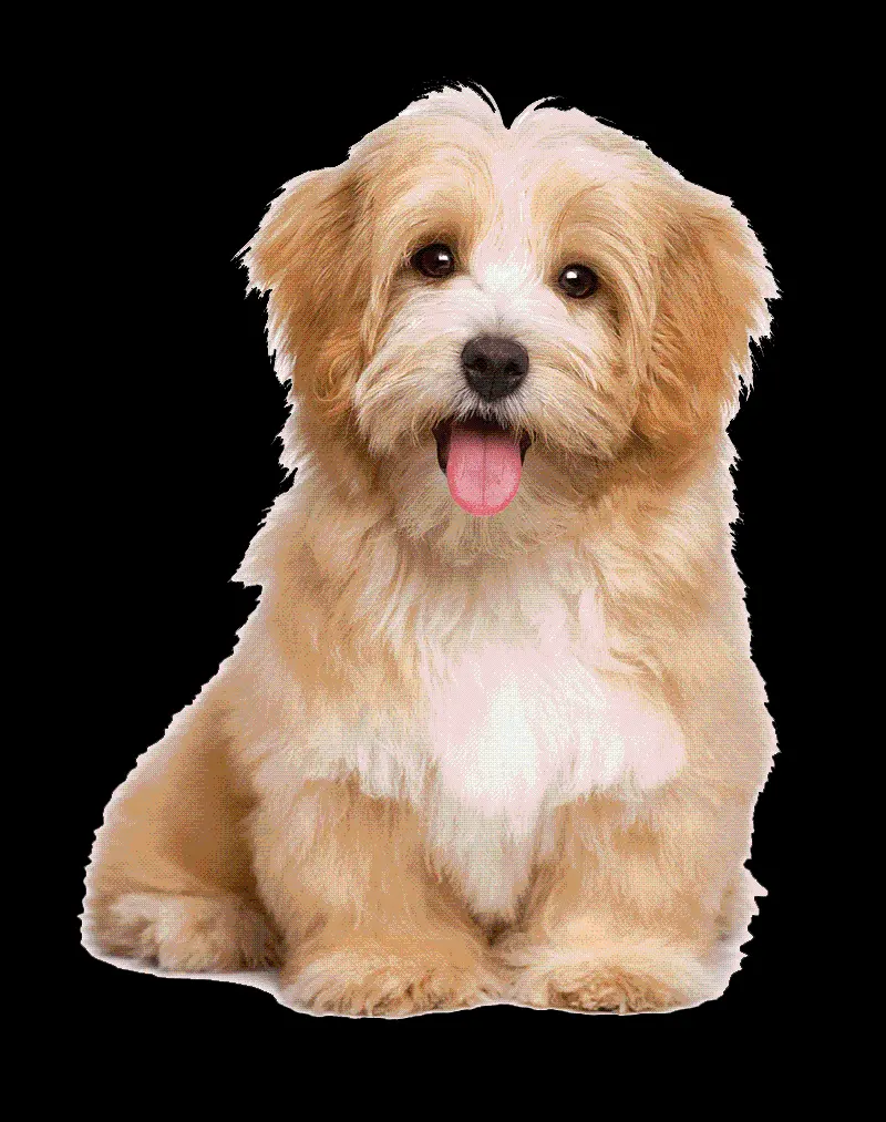 Beautiful Real Havanese Dog Background Image PNG