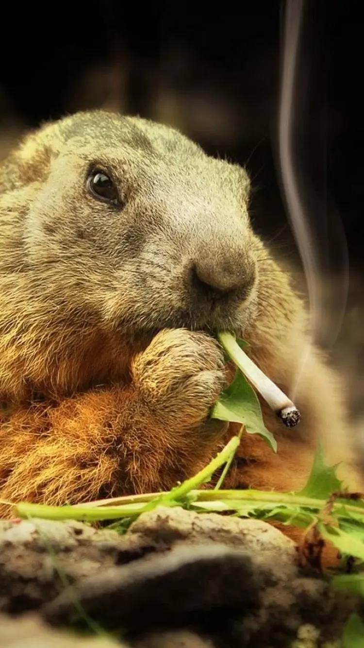 Awesome Photoshop wallpaper of beavers for phone backgrounds