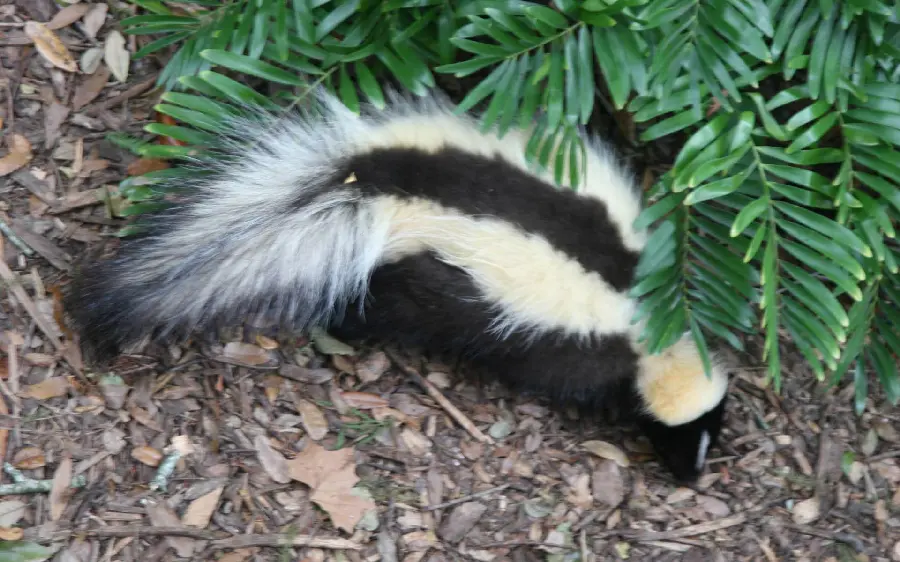 Stock photo of skunk for desktop background of wildlife enthusiasts
