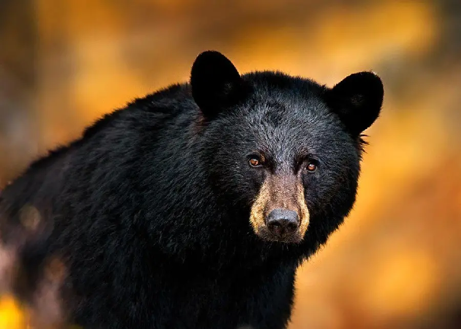 High Quality Black Bear Profile Picture with Direct Link and HD