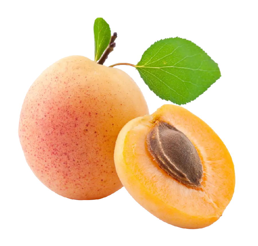 Download Apricot PNG Images with Excellent quality for design