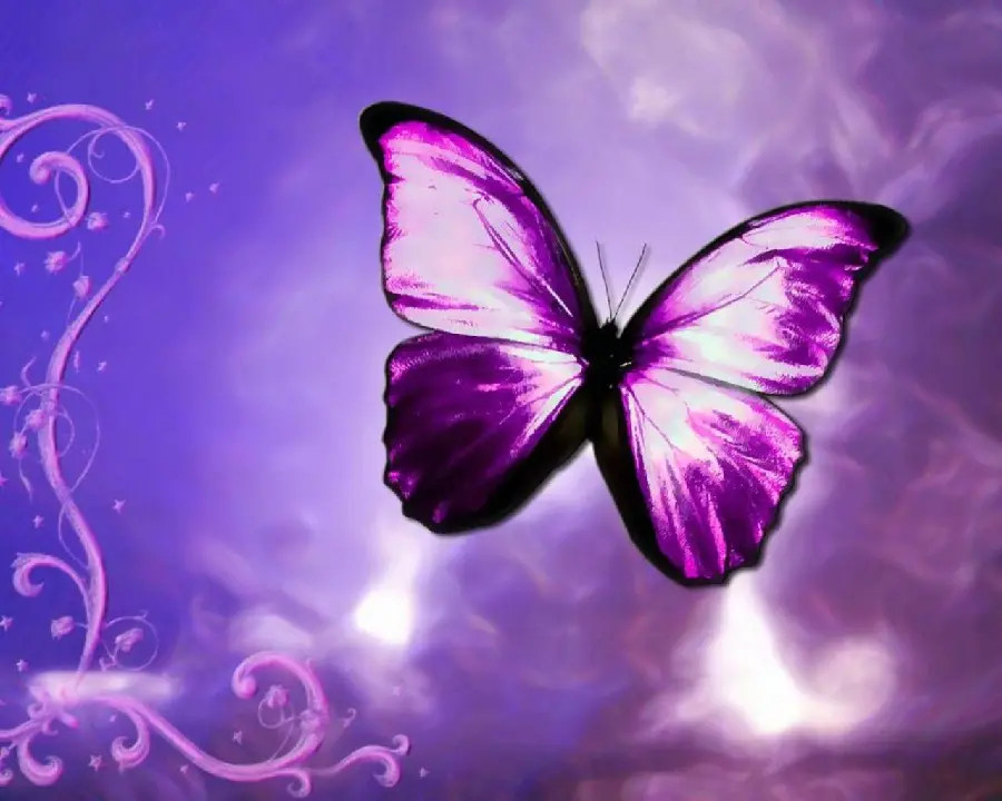 Eye-catching background for the computer of a purple butterfly