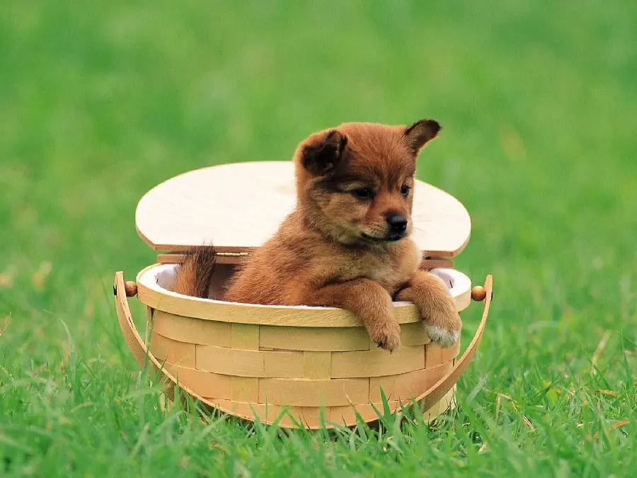 Cute Japanese Shiba Inu Puppy Laptop Background