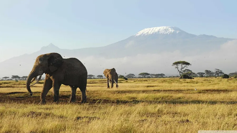 Background photo of African elephant in the plain next to the mountain