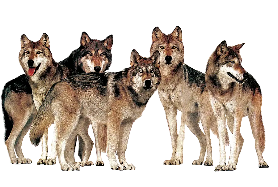 Real Wolf Pack Stock Photo in PNG