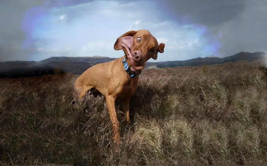 Funny Vizsla dog photo with a funny lookUnique and unique 