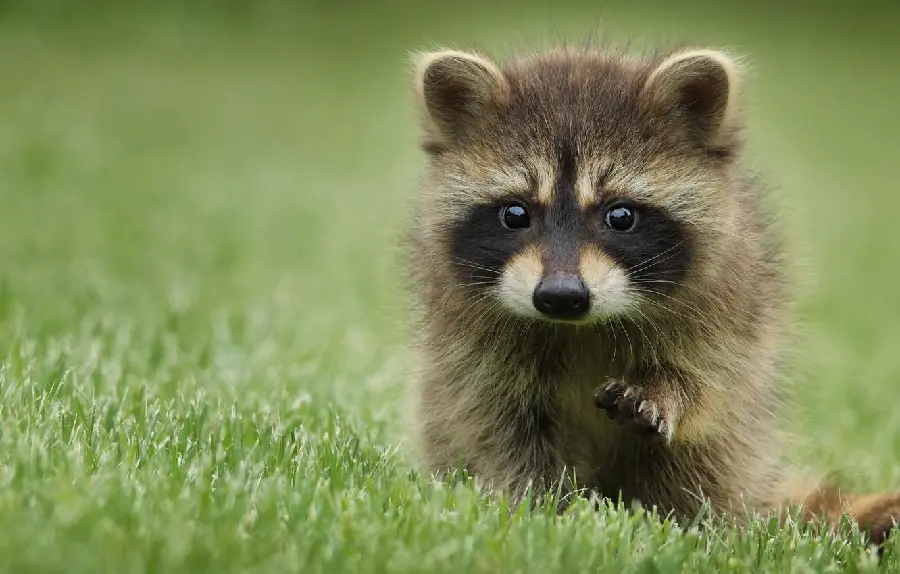 Background image of a baby raccoon with a background of greens in high quality
