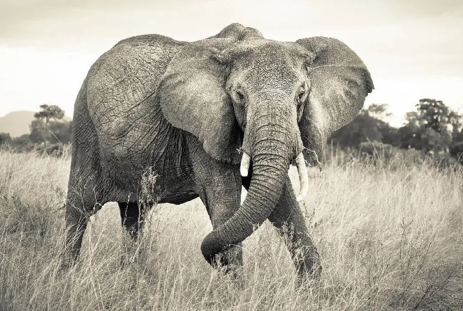 A beautiful image of two elephants next to each other with excellent quality for mobile background