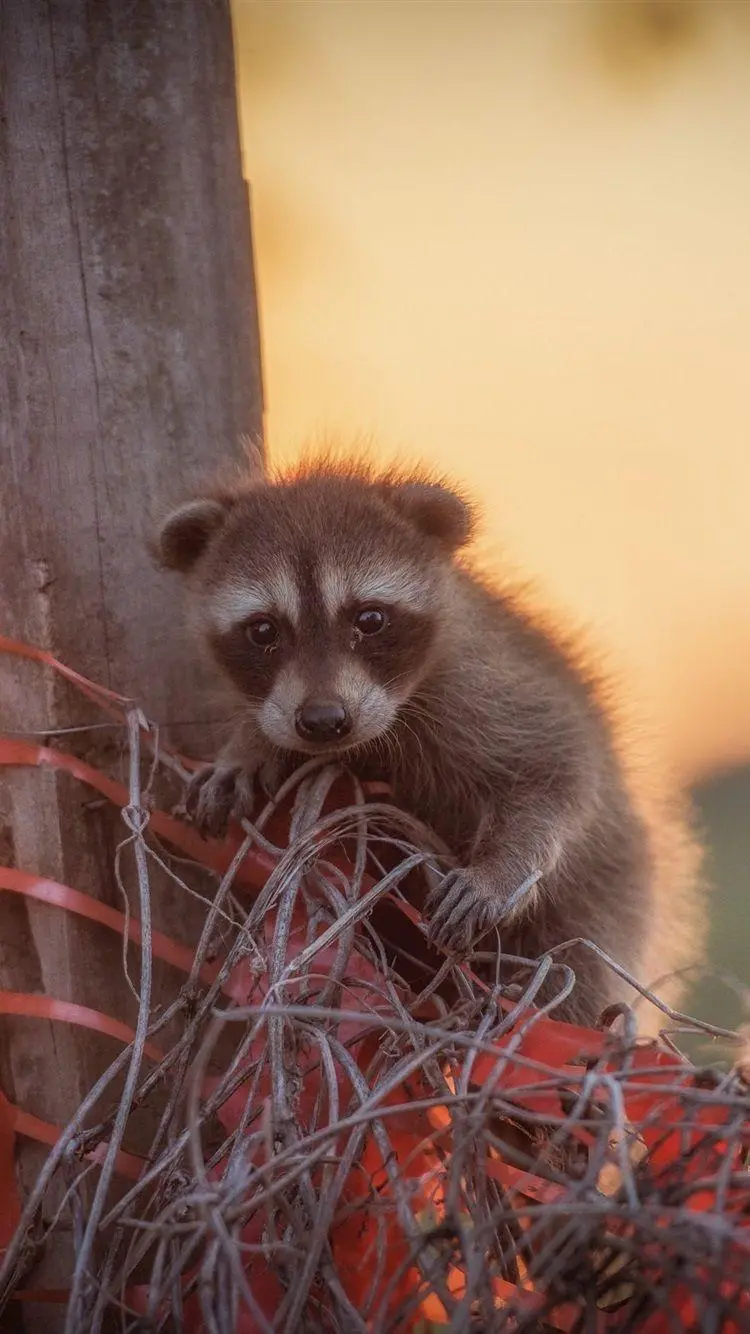 Background photo of a sad and crying baby raccoon for the Telegram chat page