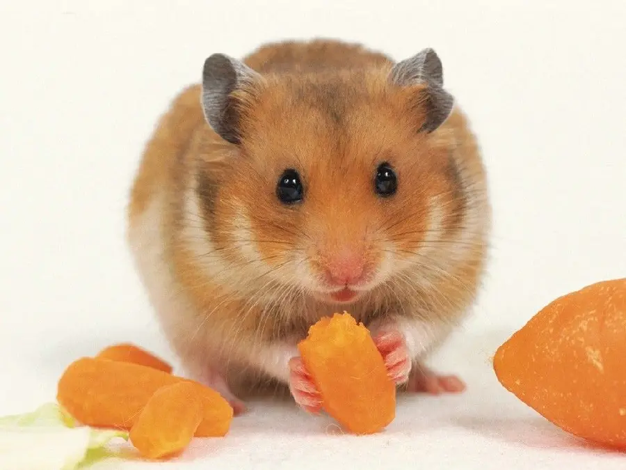Hamster image with chubby belly