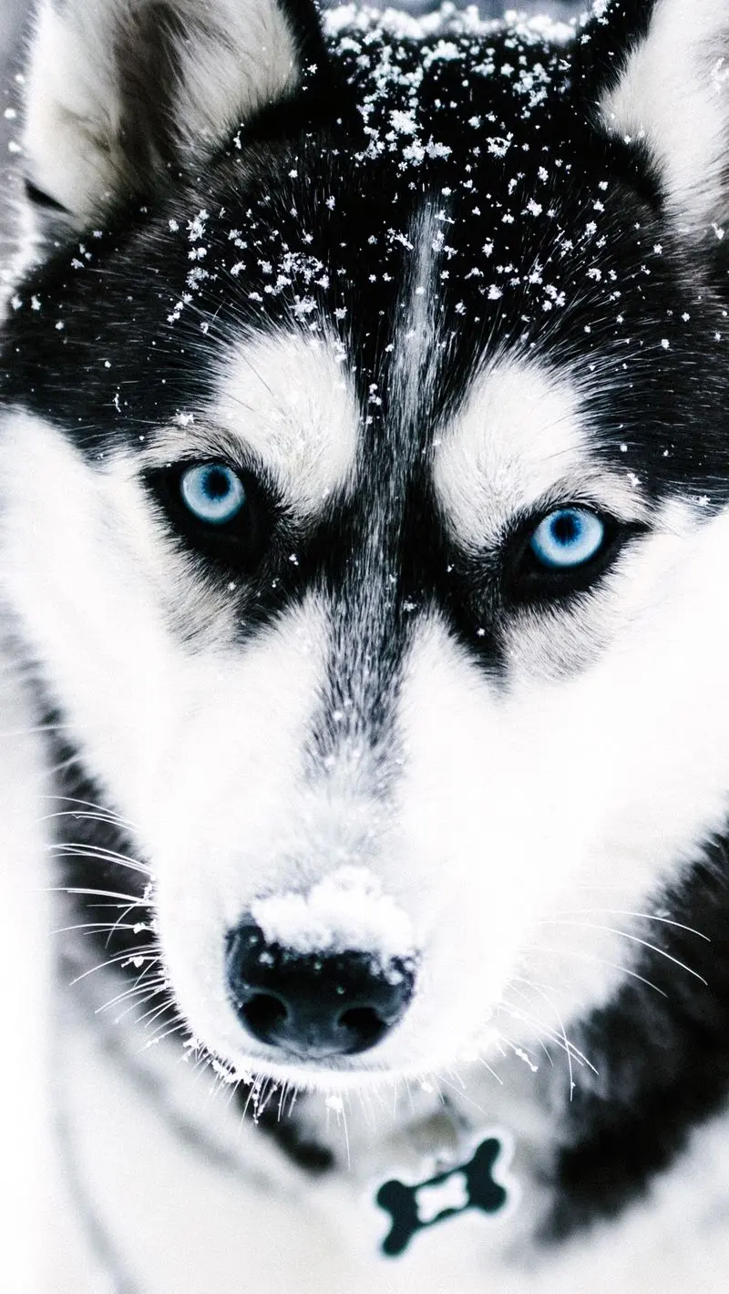 Awesome Siberian Husky Photo with High Quality for iPhone