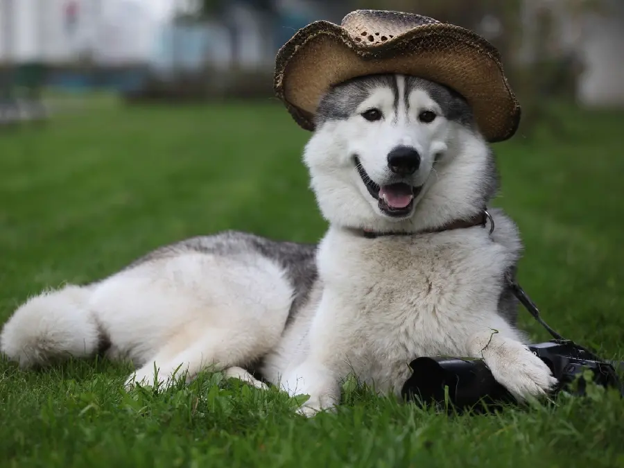 Wallpaper with an interesting and cute photo idea of ​​​​a Husky