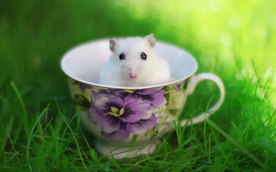 High quality background of hamster in cup
