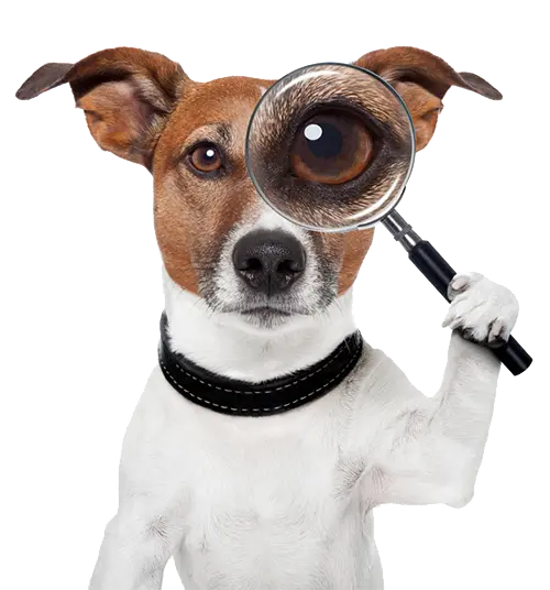 Download Completely Free Real Dog Photo Without Background PNG