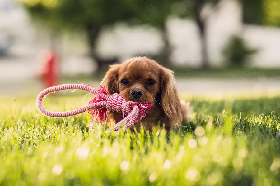 Cavalier King Charles Spaniel dog image with very good quality 4K