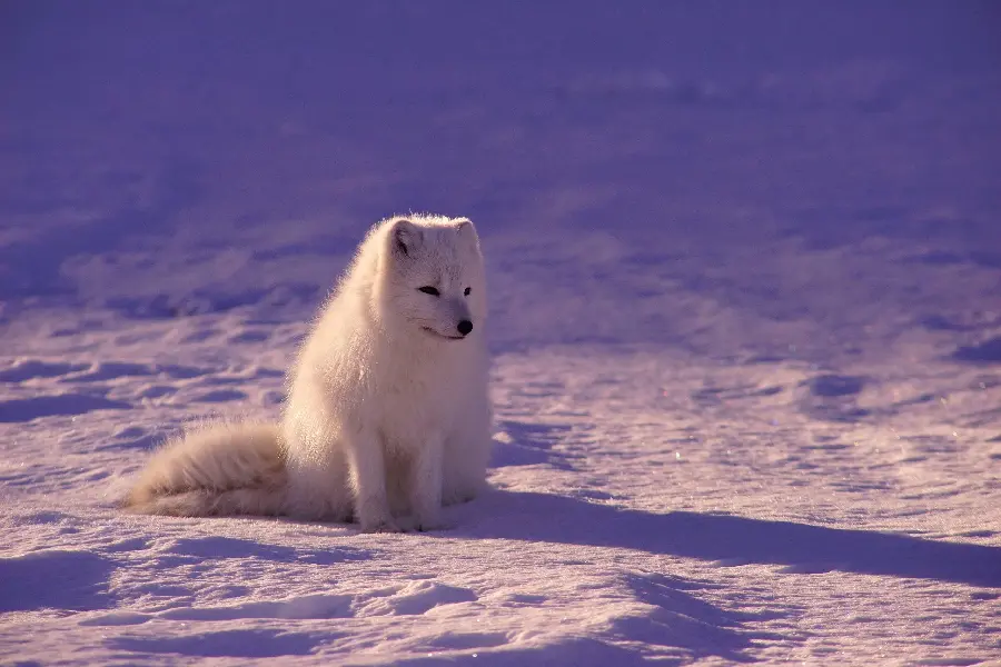 Stock Image of Arctic Fox on a Sad Sunset