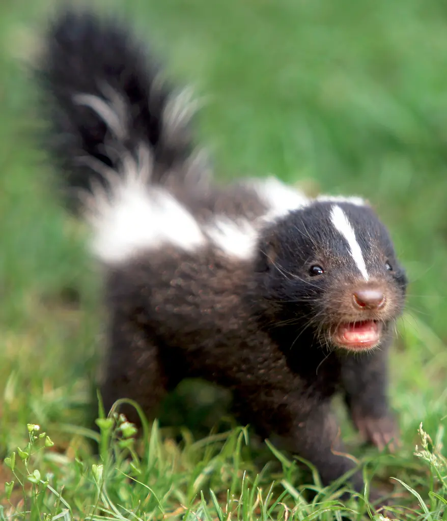 Cute little weasel in nature PNG