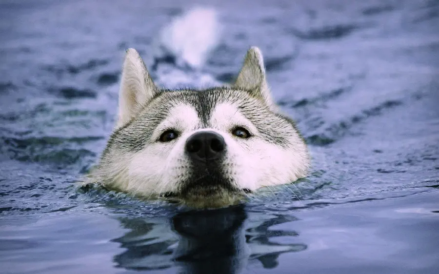 High Quality Husky Swimming Image for Profile