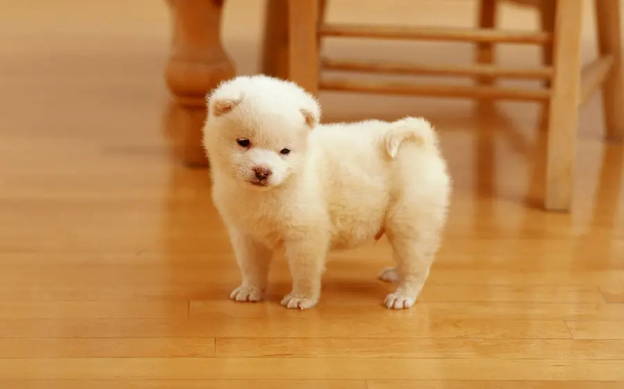 Beautiful and spectacular wallpaper of a white Samoyed puppy
