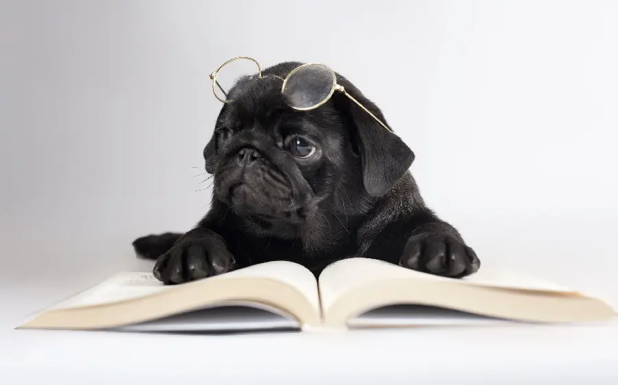 Creative and interesting profile picture of a Pug dog studying