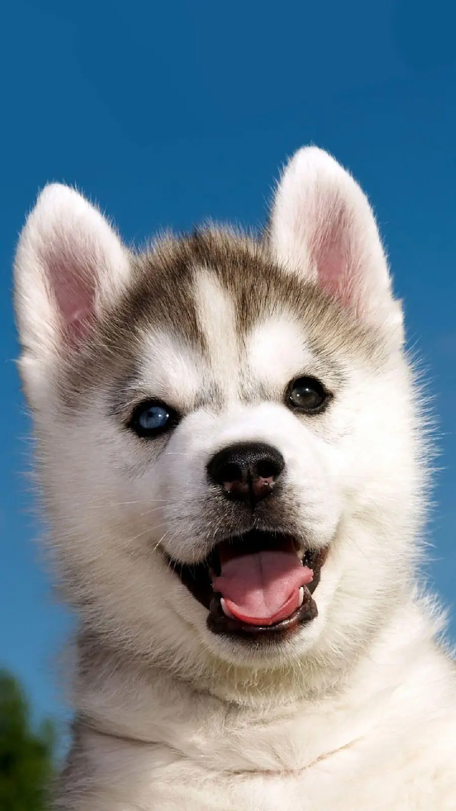 High quality profile photo of Husky for Telegram and iPhone background