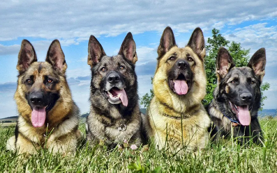 Wallpaper of four strong and powerful German Shepherd Rex dogs